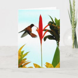 Hummingbirdkort (posera 1), kort