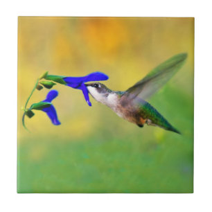 Hummingbirdlunch Kakelplatta