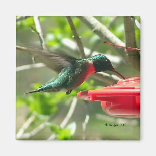 Hummingbirdmagnet Magnet