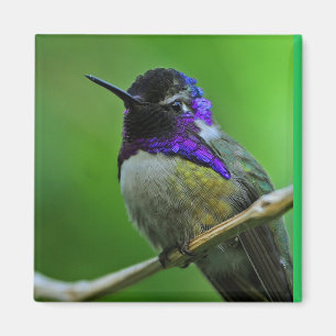 Hummingbirdmagnet Magnet