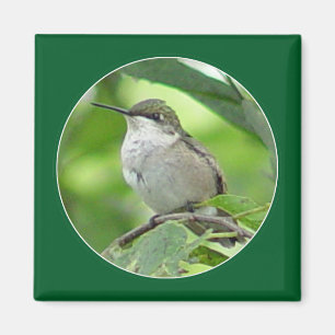 Hummingbirdmagnet Magnet