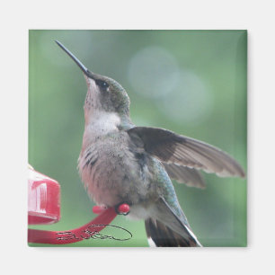 Hummingbirdmagnet Magnet