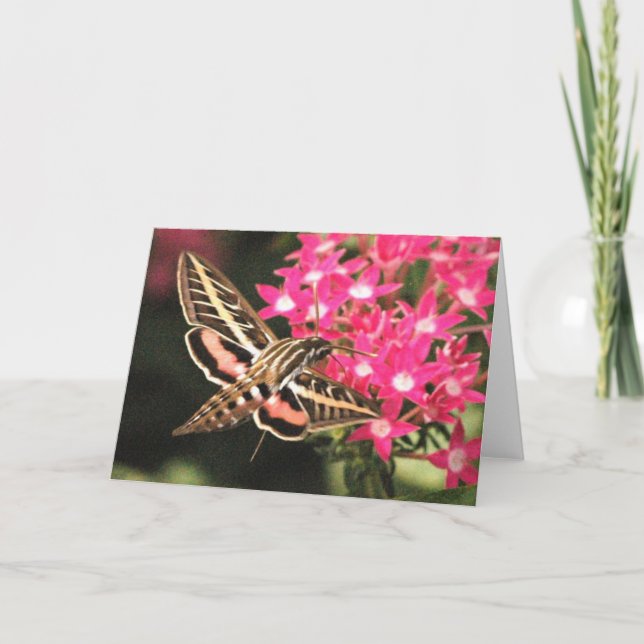 Hummingbirdmal Kort (Framsida)