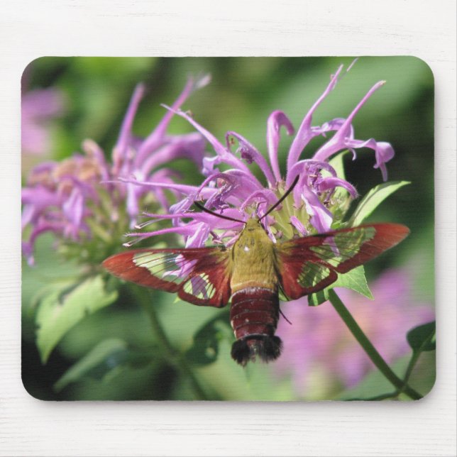 Hummingbirdmal Mousepad Musmatta (Framsidan)