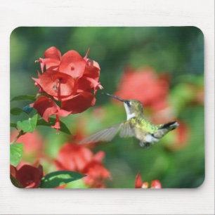 Hummingbirdmusen vadderar musmatta