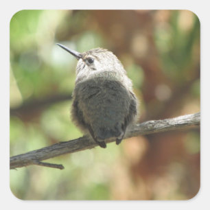 Hummingbirdnybörjare Fyrkantigt Klistermärke