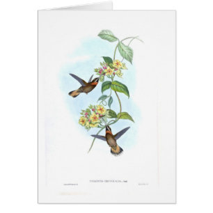 Hummingbirds Hälsningskort