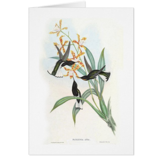 Hummingbirds Hälsningskort (Framsidan)