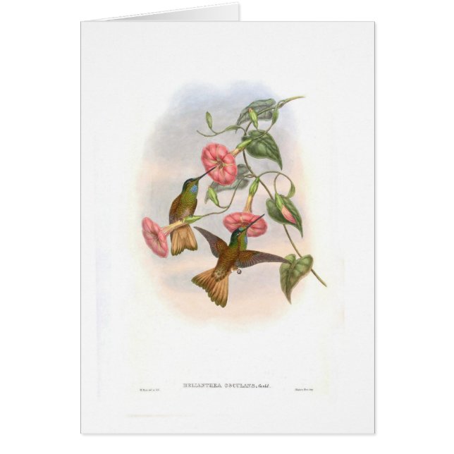 Hummingbirds Hälsningskort (Framsidan)