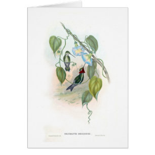 Hummingbirds Hälsningskort