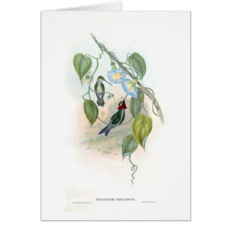 Hummingbirds Hälsningskort
