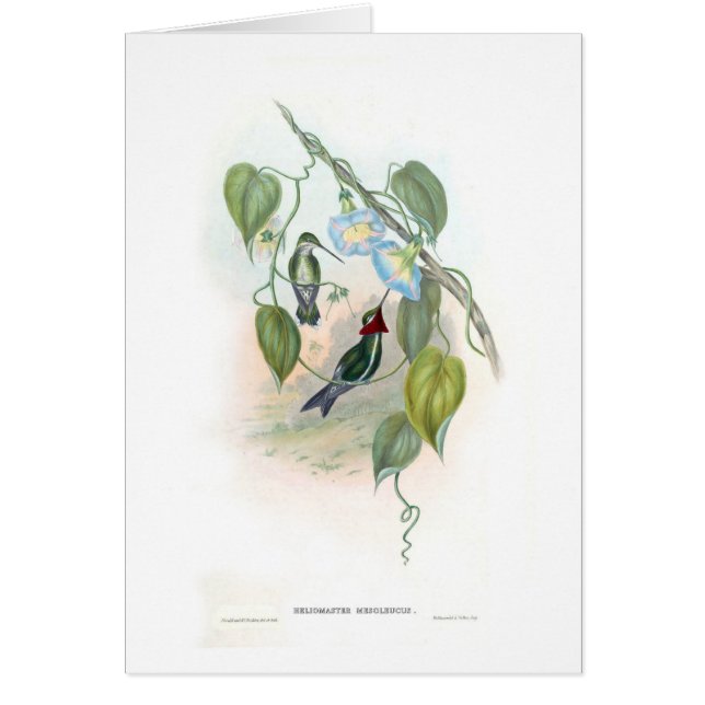 Hummingbirds Hälsningskort (Framsidan)