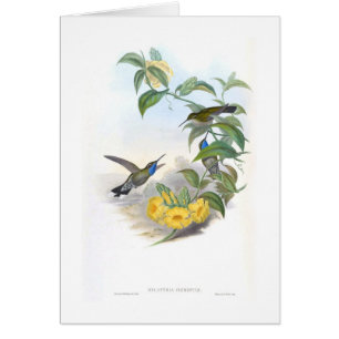 Hummingbirds Hälsningskort