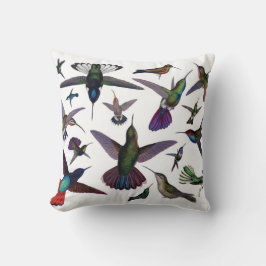 Hummingbirds kudder kudde