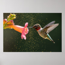 Hummingbird's Nectar Glow