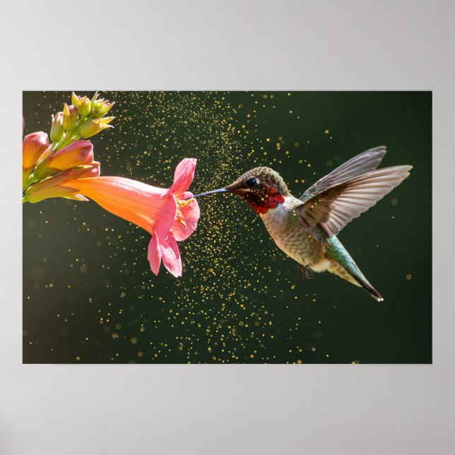 Hummingbird's Nectar Glow Poster (Framsidan)