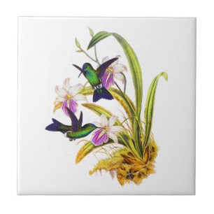 Hummingbirds och lilaOrchids Kakelplatta