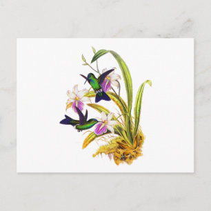 Hummingbirds och lilaOrchids Vykort