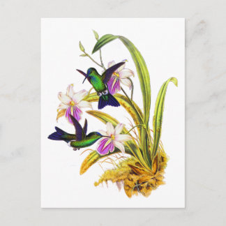 Hummingbirds och lilaOrchids Vykort