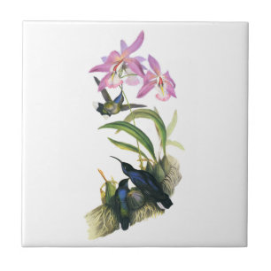 Hummingbirds och rosaOrchids Kakelplatta