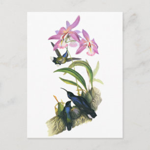 Hummingbirds och rosaOrchids Vykort