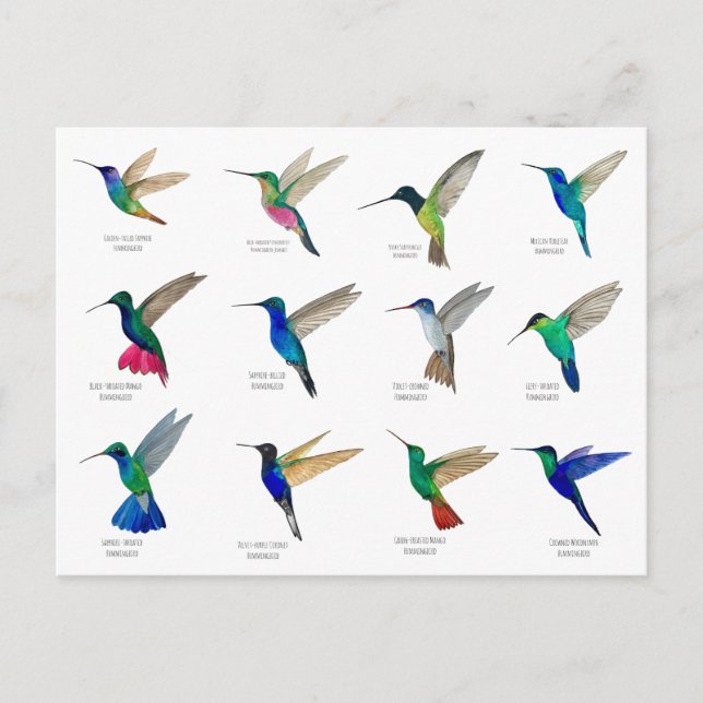 Hummingbirds  Postcard Vykort (Framsida)