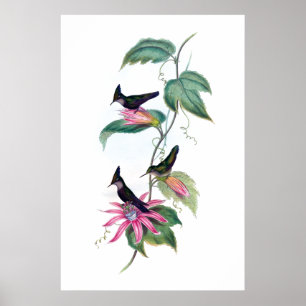 Hummingbirdsaffisch Poster