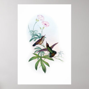 Hummingbirdsaffisch Poster