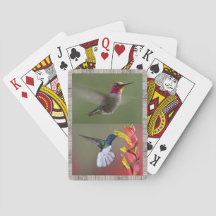 Hummingbirdsdäck av att leka kort spel kort