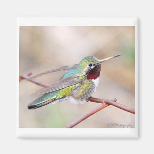 Hummingbirdseriemagnet Magnet