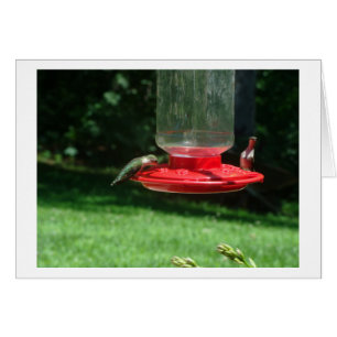 Hummingbirdsglädje Hälsningskort