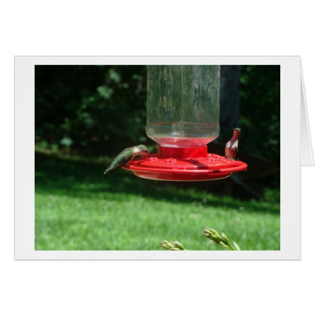 Hummingbirdsglädje Hälsningskort (Framsidan Horizontal)
