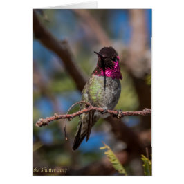 Hummingbirdskönhet Hälsningskort