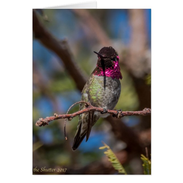 Hummingbirdskönhet Hälsningskort (Framsidan)