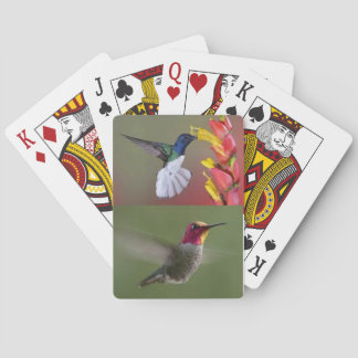 Hummingbirdskortlek Casinokort