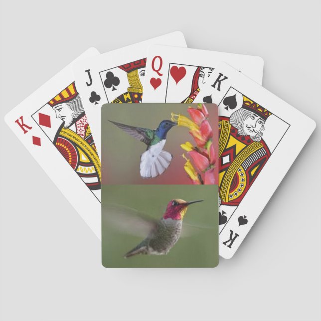 Hummingbirdskortlek Casinokort (Baksidan)