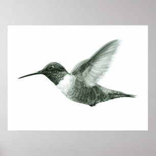 Hummingbirdteckningaffisch Poster