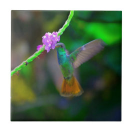 Hummingbirdträdgård Kakelplatta