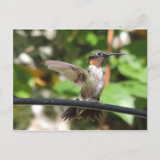 Hummingbirdvykort Vykort