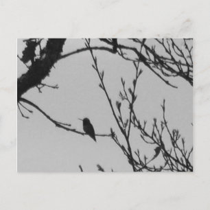 Hummingbirdvykort Vykort