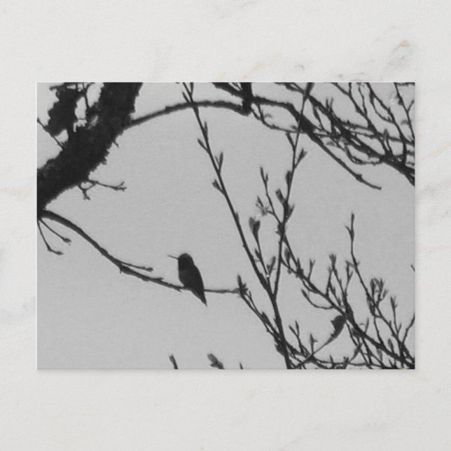 Hummingbirdvykort Vykort (Framsida)