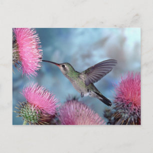 Hummingbirdvykort Vykort