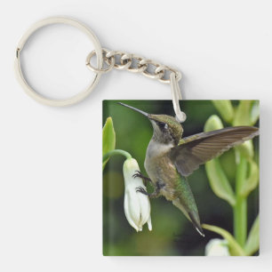 Hummingfågel