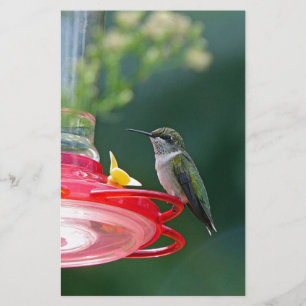 Hummingfågel Brevpapper