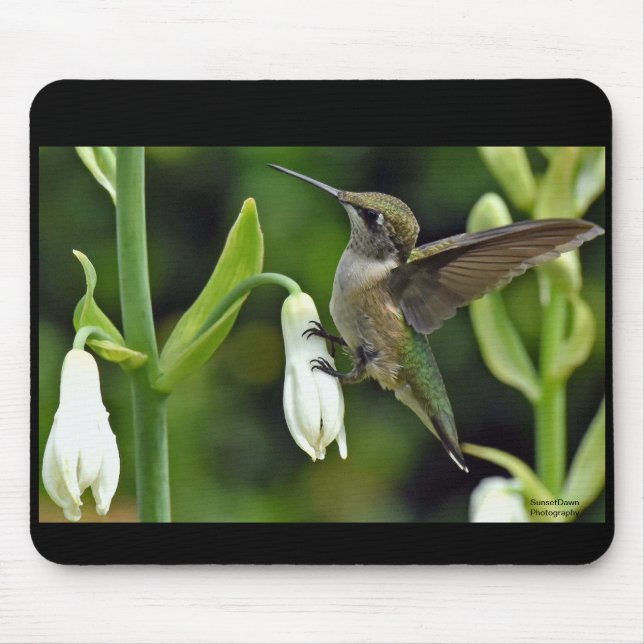 Hummingfågel Musmatta (Framsidan)