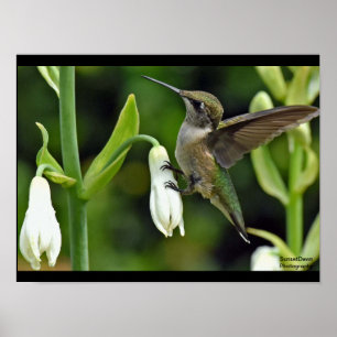 Hummingfågel Poster