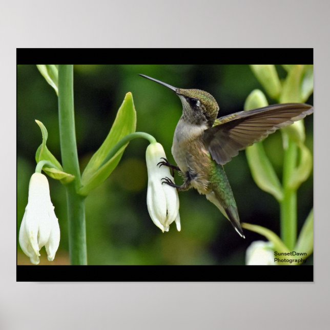 Hummingfågel Poster (Framsidan)