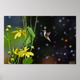 Hummingfågel Poster