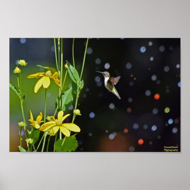Hummingfågel Poster (Framsidan)