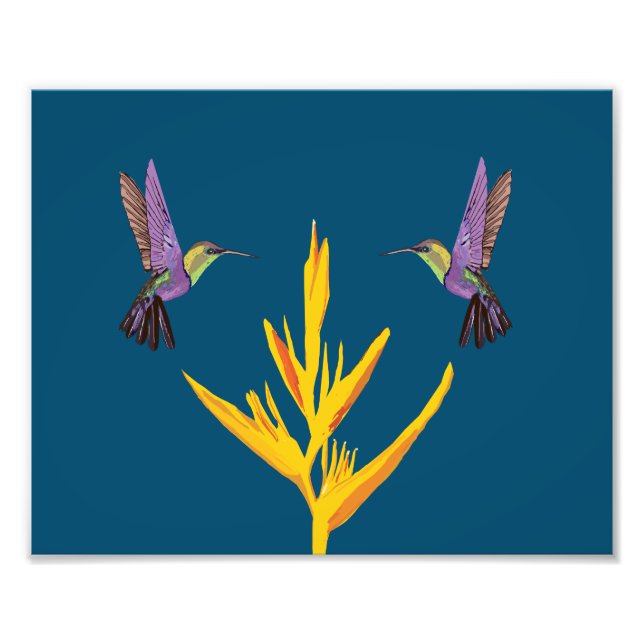 Hummingfåglar Fototryck (Framsidan)